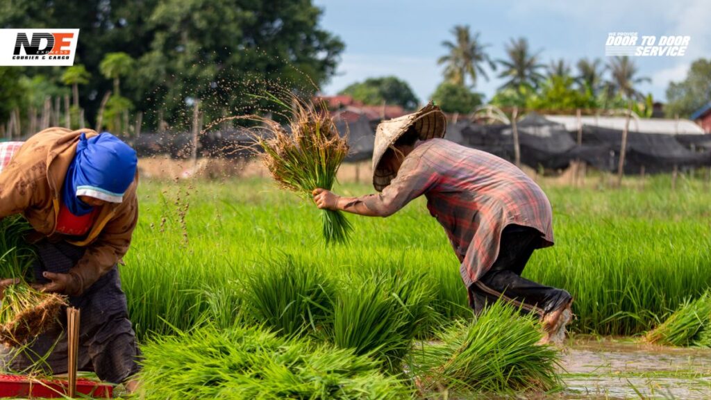 nde cargo peluang usaha di desa